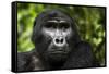 Mountain gorilla. Bwindi Impenetrable Forest. Uganda-Roger De La Harpe-Framed Stretched Canvas