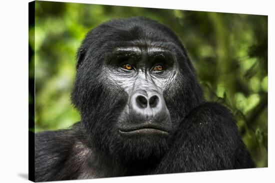 Mountain gorilla. Bwindi Impenetrable Forest. Uganda-Roger De La Harpe-Stretched Canvas