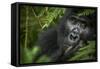 Mountain gorilla. Bwindi Impenetrable Forest. Uganda-Roger De La Harpe-Framed Stretched Canvas