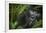 Mountain gorilla. Bwindi Impenetrable Forest. Uganda-Roger De La Harpe-Framed Photographic Print