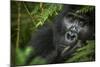 Mountain gorilla. Bwindi Impenetrable Forest. Uganda-Roger De La Harpe-Mounted Photographic Print