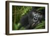 Mountain gorilla. Bwindi Impenetrable Forest. Uganda-Roger De La Harpe-Framed Photographic Print