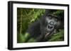 Mountain gorilla. Bwindi Impenetrable Forest. Uganda-Roger De La Harpe-Framed Photographic Print