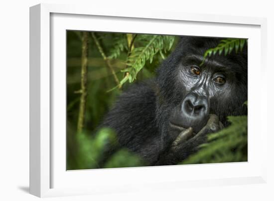 Mountain gorilla. Bwindi Impenetrable Forest. Uganda-Roger De La Harpe-Framed Photographic Print