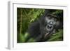 Mountain gorilla. Bwindi Impenetrable Forest. Uganda-Roger De La Harpe-Framed Photographic Print