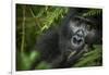 Mountain gorilla. Bwindi Impenetrable Forest. Uganda-Roger De La Harpe-Framed Photographic Print