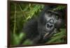 Mountain gorilla. Bwindi Impenetrable Forest. Uganda-Roger De La Harpe-Framed Photographic Print