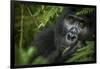 Mountain gorilla. Bwindi Impenetrable Forest. Uganda-Roger De La Harpe-Framed Photographic Print