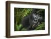 Mountain gorilla. Bwindi Impenetrable Forest. Uganda-Roger De La Harpe-Framed Photographic Print