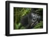 Mountain gorilla. Bwindi Impenetrable Forest. Uganda-Roger De La Harpe-Framed Photographic Print