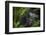 Mountain gorilla. Bwindi Impenetrable Forest. Uganda-Roger De La Harpe-Framed Photographic Print