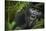 Mountain gorilla. Bwindi Impenetrable Forest. Uganda-Roger De La Harpe-Stretched Canvas