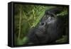 Mountain gorilla. Bwindi Impenetrable Forest. Uganda-Roger De La Harpe-Framed Stretched Canvas