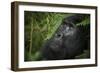 Mountain gorilla. Bwindi Impenetrable Forest. Uganda-Roger De La Harpe-Framed Photographic Print