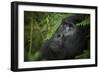 Mountain gorilla. Bwindi Impenetrable Forest. Uganda-Roger De La Harpe-Framed Photographic Print