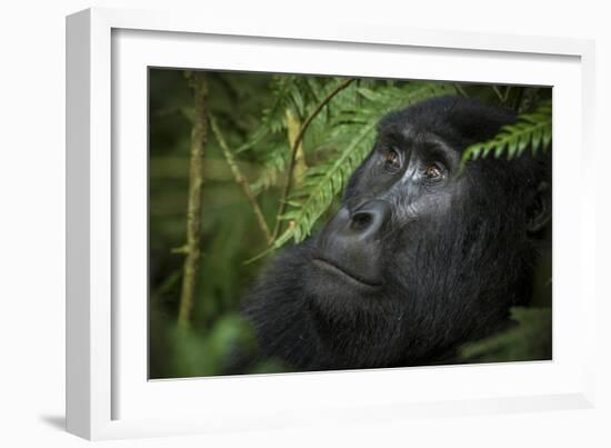 Mountain gorilla. Bwindi Impenetrable Forest. Uganda-Roger De La Harpe-Framed Photographic Print