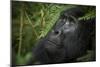 Mountain gorilla. Bwindi Impenetrable Forest. Uganda-Roger De La Harpe-Mounted Photographic Print