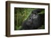 Mountain gorilla. Bwindi Impenetrable Forest. Uganda-Roger De La Harpe-Framed Photographic Print