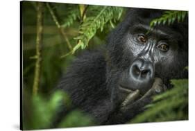 Mountain gorilla. Bwindi Impenetrable Forest. Uganda-Roger De La Harpe-Stretched Canvas