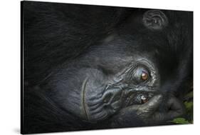 Mountain gorilla. Bwindi Impenetrable Forest. Uganda-Roger De La Harpe-Stretched Canvas