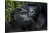 Mountain gorilla. Bwindi Impenetrable Forest. Uganda-Roger De La Harpe-Stretched Canvas