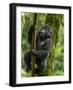 Mountain gorilla, Bwindi Impenetrable National Park, Uganda-Art Wolfe-Framed Photographic Print