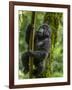 Mountain gorilla, Bwindi Impenetrable National Park, Uganda-Art Wolfe-Framed Photographic Print