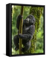 Mountain gorilla, Bwindi Impenetrable National Park, Uganda-Art Wolfe-Framed Stretched Canvas