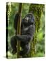 Mountain gorilla, Bwindi Impenetrable National Park, Uganda-Art Wolfe-Stretched Canvas