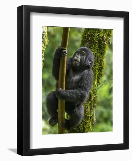 Mountain gorilla, Bwindi Impenetrable National Park, Uganda-Art Wolfe-Framed Premium Photographic Print