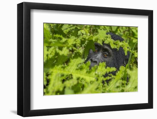 Mountain gorilla, Bwindi Impenetrable National Park, Uganda-Art Wolfe-Framed Photographic Print