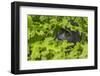 Mountain gorilla, Bwindi Impenetrable National Park, Uganda-Art Wolfe-Framed Photographic Print