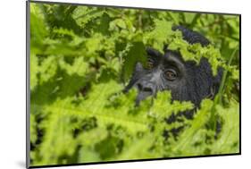 Mountain gorilla, Bwindi Impenetrable National Park, Uganda-Art Wolfe-Mounted Photographic Print
