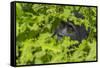 Mountain gorilla, Bwindi Impenetrable National Park, Uganda-Art Wolfe-Framed Stretched Canvas
