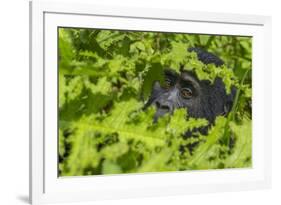 Mountain gorilla, Bwindi Impenetrable National Park, Uganda-Art Wolfe-Framed Photographic Print