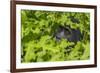 Mountain gorilla, Bwindi Impenetrable National Park, Uganda-Art Wolfe-Framed Photographic Print