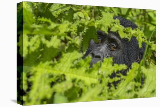 Mountain gorilla, Bwindi Impenetrable National Park, Uganda-Art Wolfe-Stretched Canvas