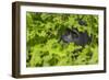 Mountain gorilla, Bwindi Impenetrable National Park, Uganda-Art Wolfe-Framed Photographic Print