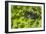 Mountain gorilla, Bwindi Impenetrable National Park, Uganda-Art Wolfe-Framed Photographic Print