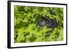 Mountain gorilla, Bwindi Impenetrable National Park, Uganda-Art Wolfe-Framed Photographic Print