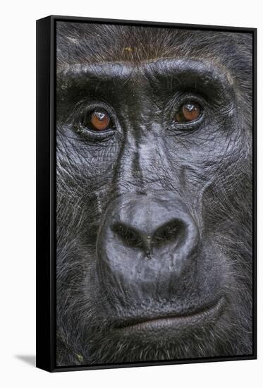 Mountain gorilla, Bwindi Impenetrable National Park, Uganda-Art Wolfe-Framed Stretched Canvas