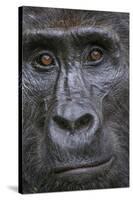 Mountain gorilla, Bwindi Impenetrable National Park, Uganda-Art Wolfe-Stretched Canvas