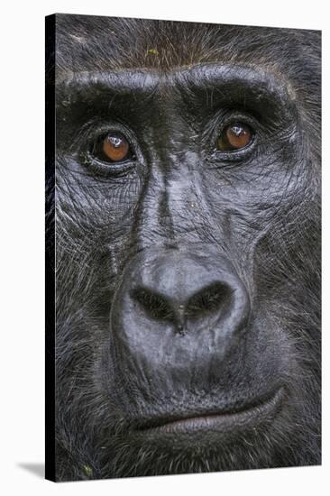 Mountain gorilla, Bwindi Impenetrable National Park, Uganda-Art Wolfe-Stretched Canvas