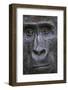 Mountain gorilla, Bwindi Impenetrable National Park, Uganda-Art Wolfe-Framed Photographic Print