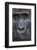 Mountain gorilla, Bwindi Impenetrable National Park, Uganda-Art Wolfe-Framed Photographic Print