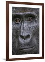 Mountain gorilla, Bwindi Impenetrable National Park, Uganda-Art Wolfe-Framed Photographic Print