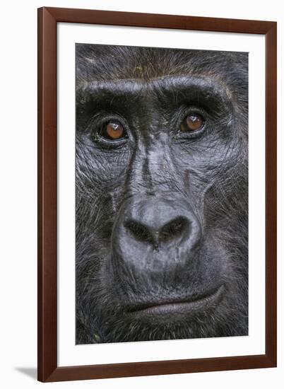 Mountain gorilla, Bwindi Impenetrable National Park, Uganda-Art Wolfe-Framed Photographic Print