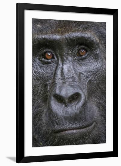 Mountain gorilla, Bwindi Impenetrable National Park, Uganda-Art Wolfe-Framed Photographic Print