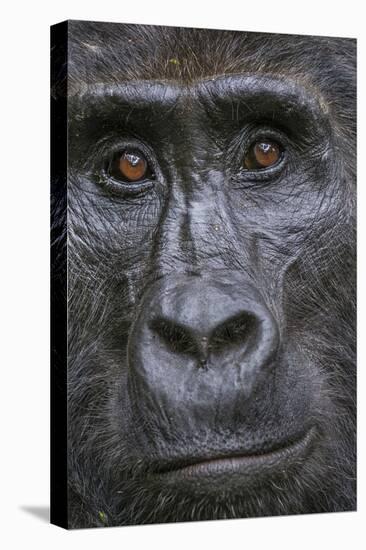 Mountain gorilla, Bwindi Impenetrable National Park, Uganda-Art Wolfe-Stretched Canvas