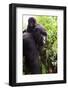 Mountain gorilla female carrying baby on her back, Virunga National Park-Eric Baccega-Framed Photographic Print